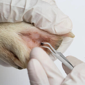 Alternative view of Premium Zeckenzangen Set