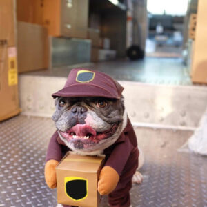 Alternative view of Premium Hunde Kostüm für Halloween und Weihnachten